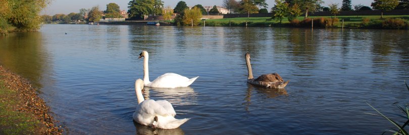 A view across the Thames to Hampton Court from Thames Ditton